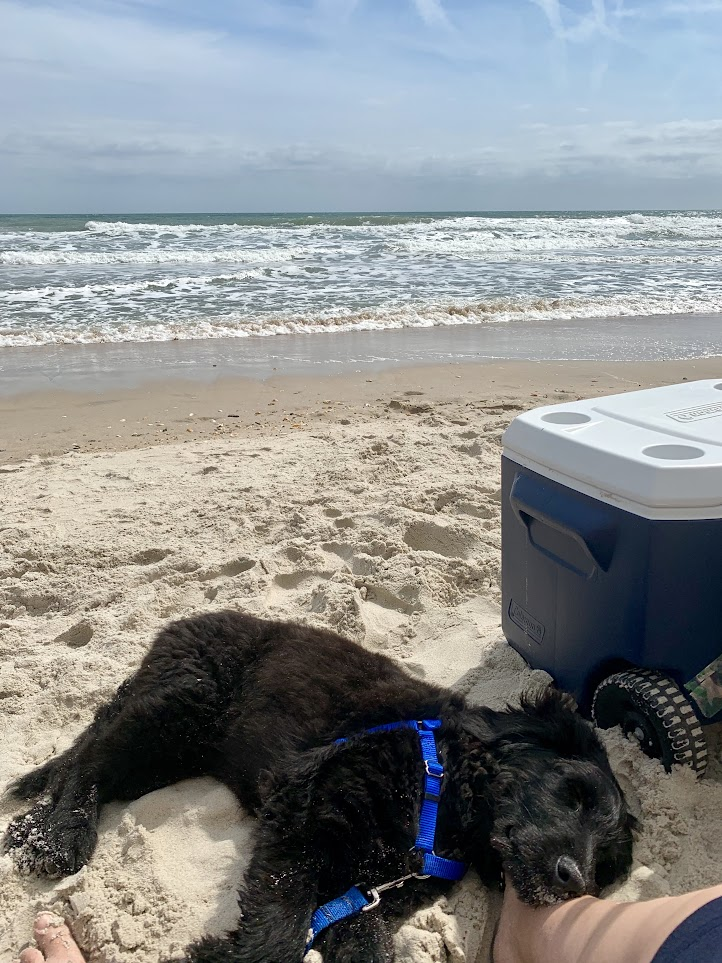 Isaac Baker’s black goldendoodle in a blue harness napping on sand beside a cooler