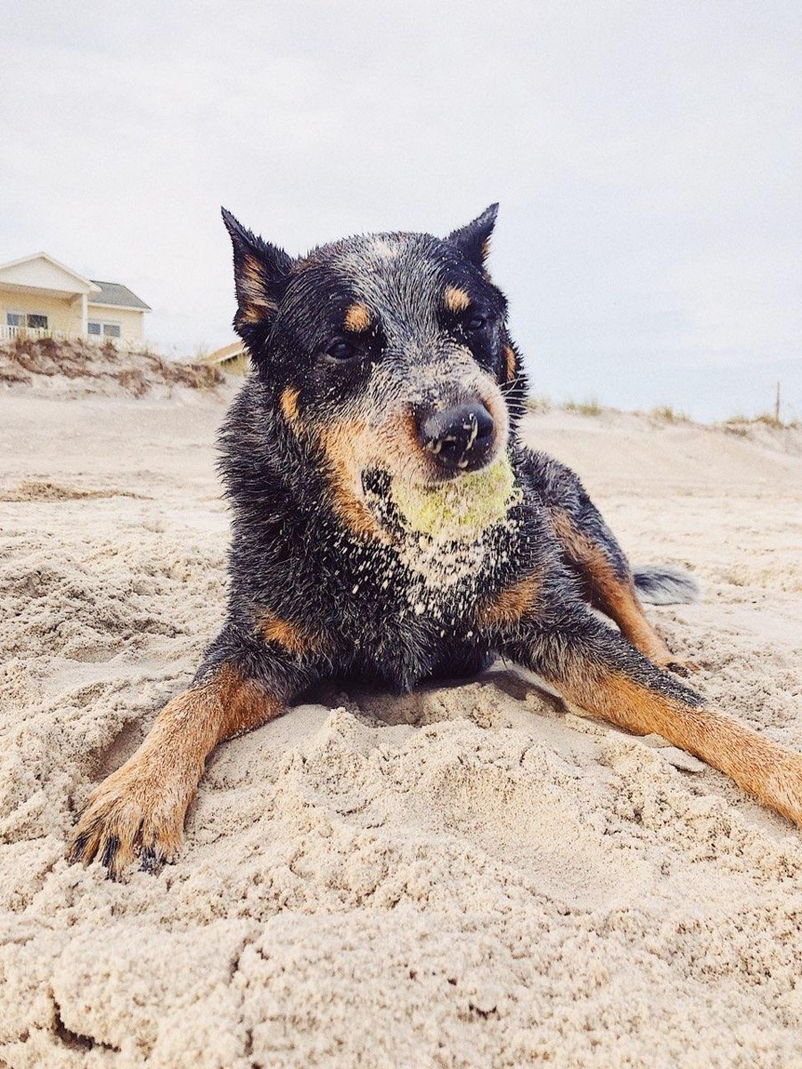 Sandy-faced black-and-tan dog holding a tennis ball on the beach