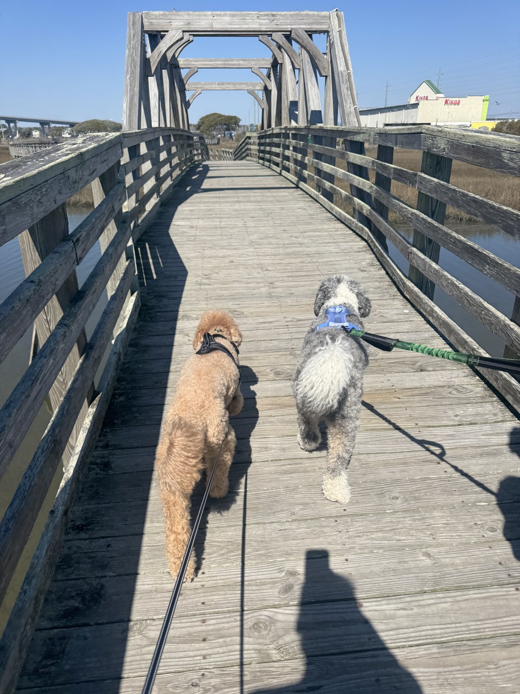 Jax and Dunk wearing harnesses and leashes on a wooden boardwalk on Topsail Island