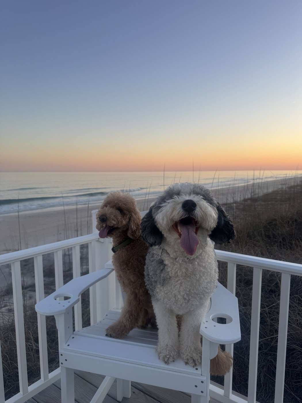 Jax and Dunk, Tim Baker’s granddogs, sitting together on a chair overlooking the beach on Topsail Island