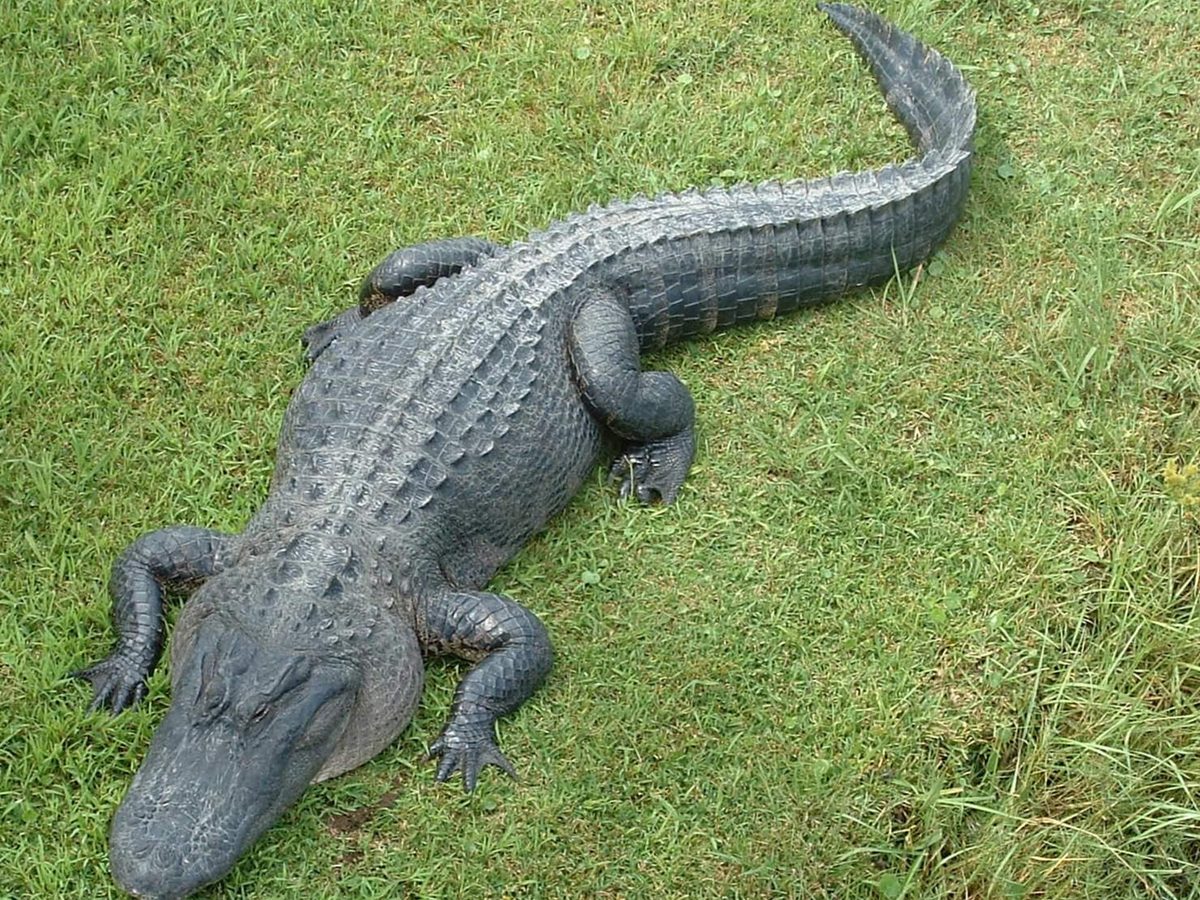 A wild alligator near the battleship