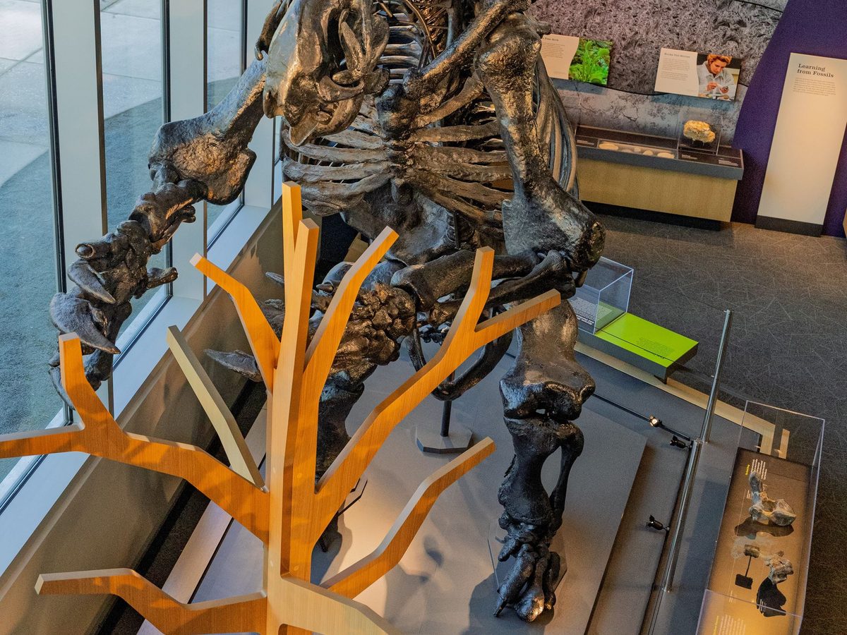 Giant ground sloth skeleton