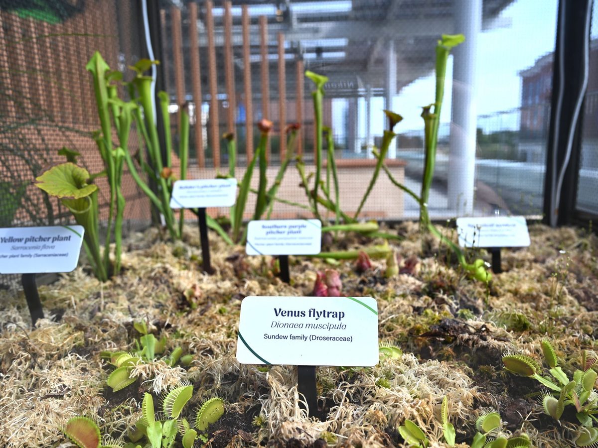 Live Venus flytraps on the rooftop terrace