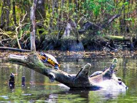 Cypress swamp on the Black River nature cruise