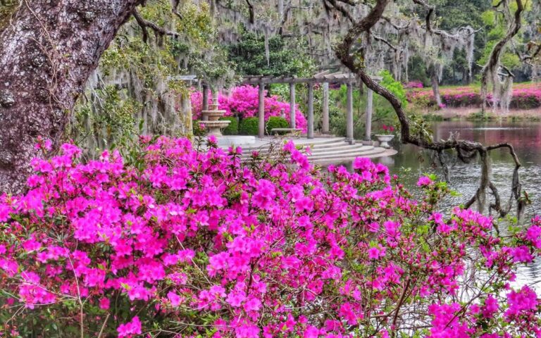 Azaleas and the pergola at Airlie Gardens