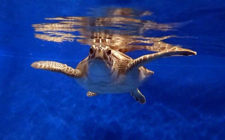 A sea turtle swimming in a rehabilitation pool
