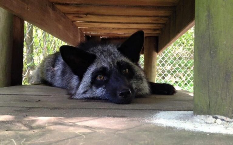 A silver fox resting at Lynnwood Park Zoo