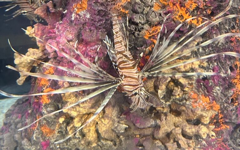 A lionfish in a Discovery Bay habitat