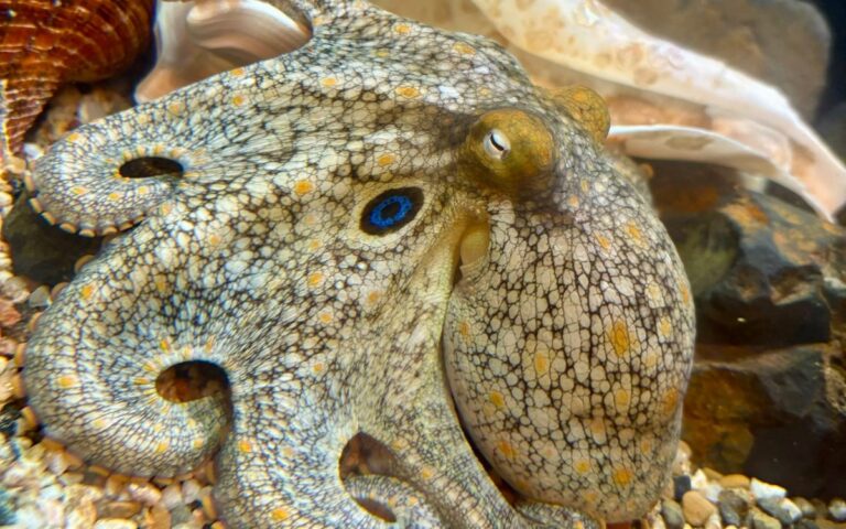 An octopus at Topsail Aquarium