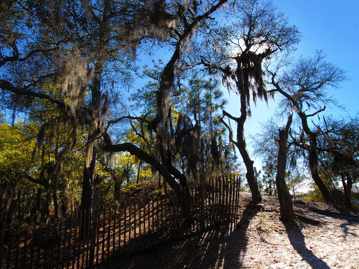 Sugarloaf Dune trail under live oaks