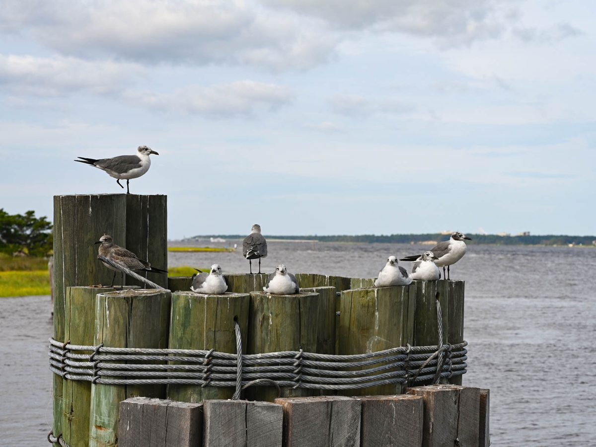 Gulls on the terminal pilings