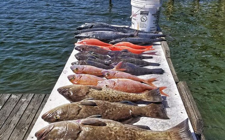A day’s catch laid out on the dock