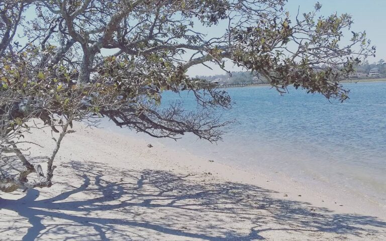 A sound-side shoreline under a live oak