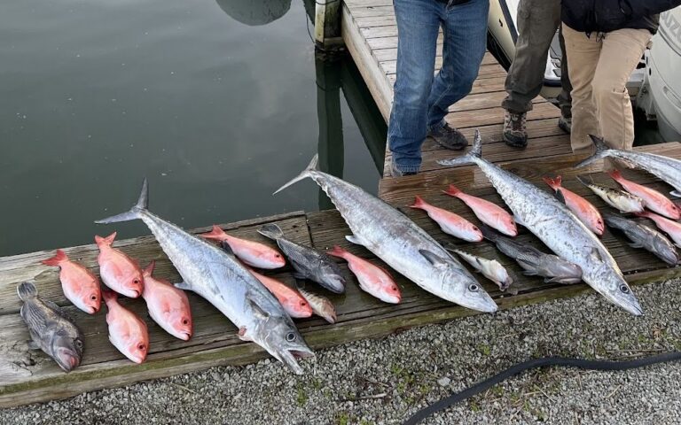 Kings and snapper laid out on the dock