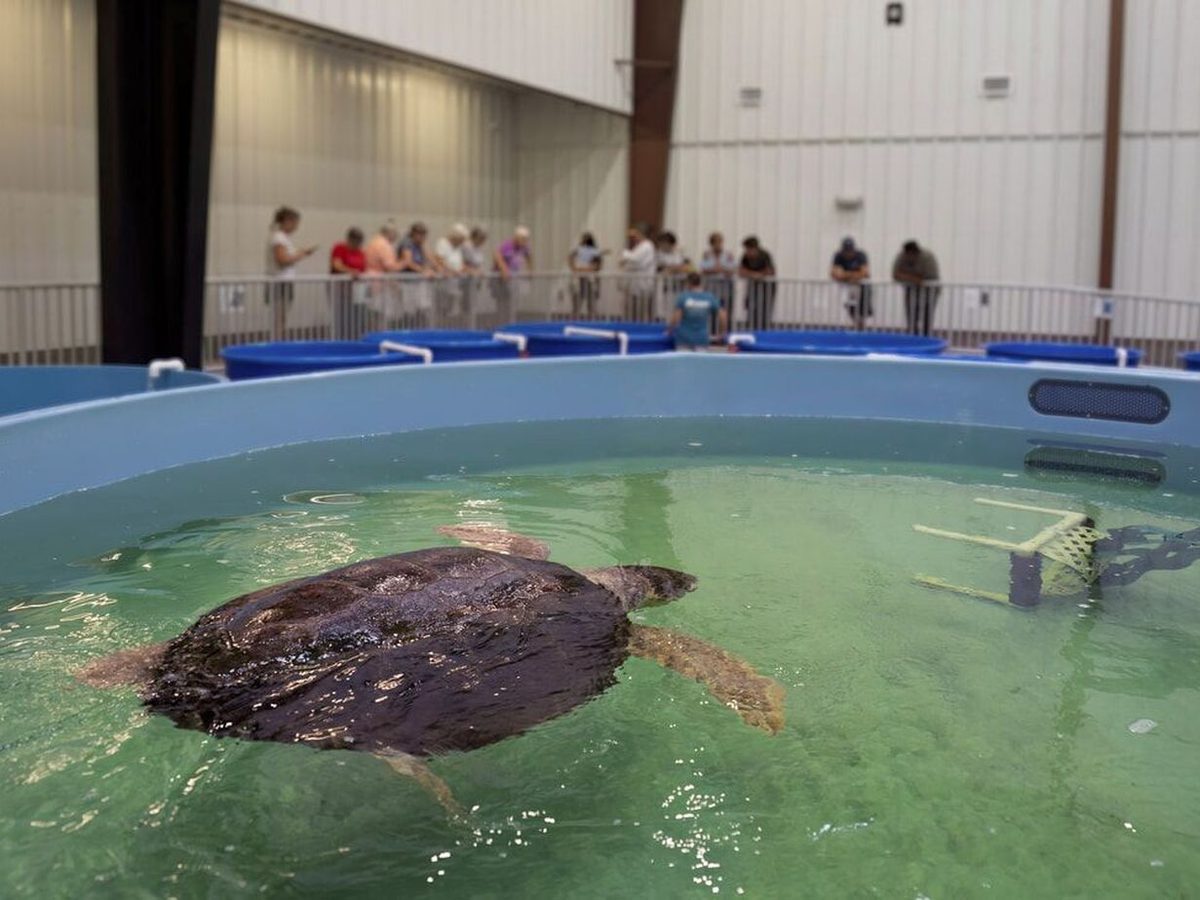 A sea turtle in a recovery tank seen from the tour