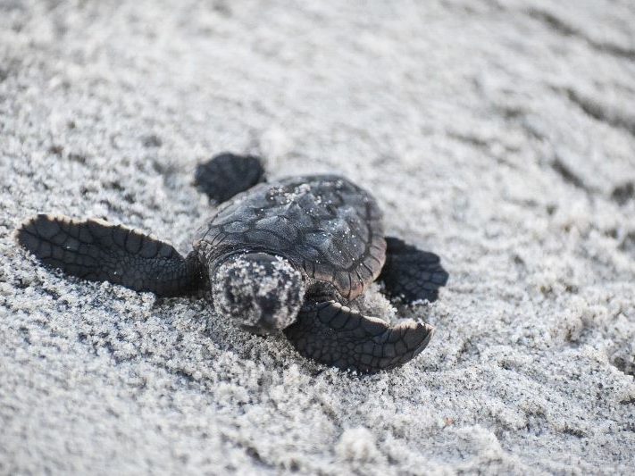 A sea turtle hatchling on the sand