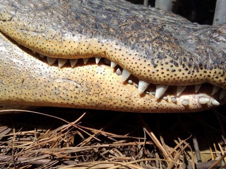 An alligator at Lynnwood Park Zoo