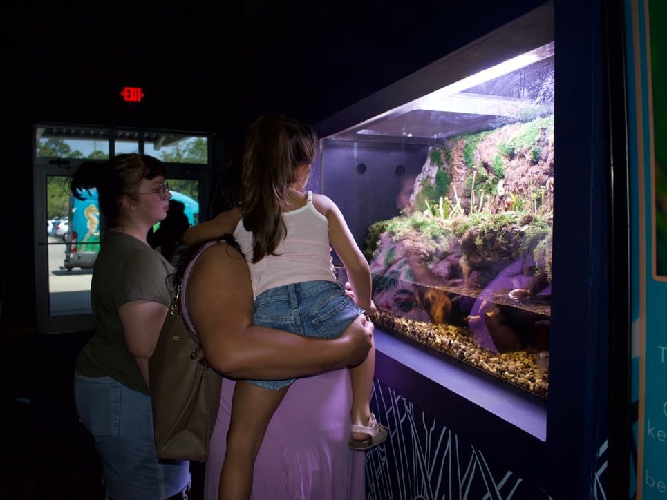 Visitors looking into a Discovery Bay habitat