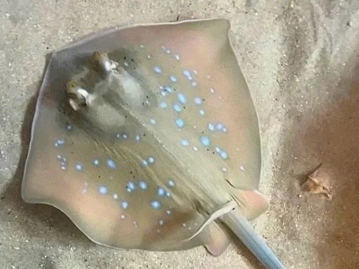 A stingray in the touch tank