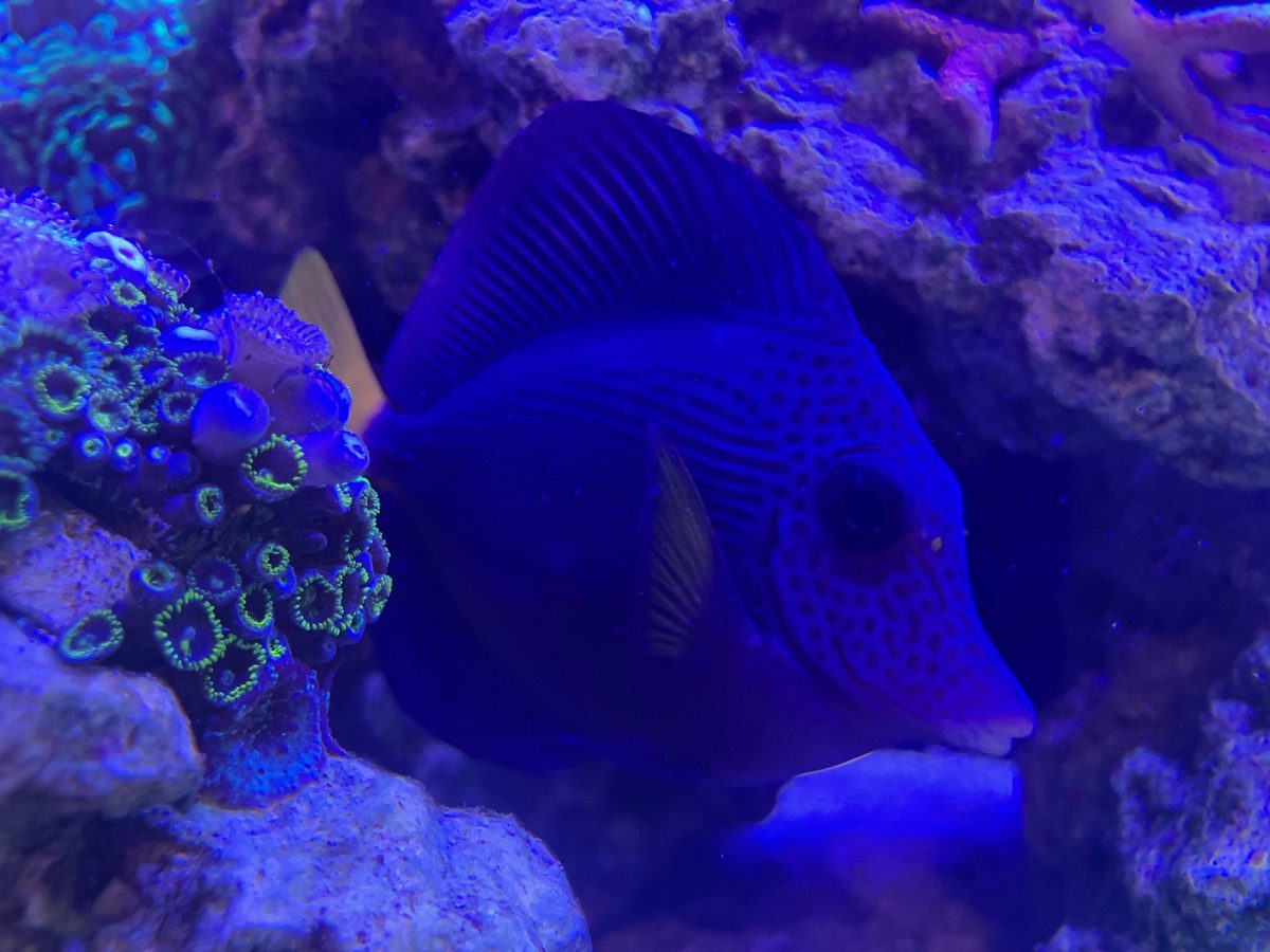 A reef tank at Topsail Aquarium