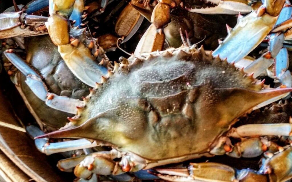 Live blue crabs in a bushel basket at Midgett & Sons