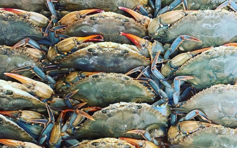 Live blue crabs at Surf City Crab