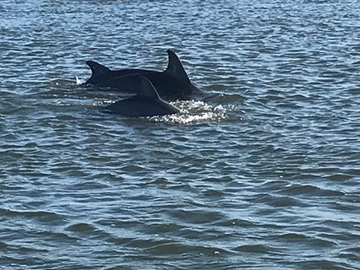 A dolphin surfacing near Wrightsville Beach